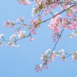探索博雅德州：文化与自然的完美融合之旅